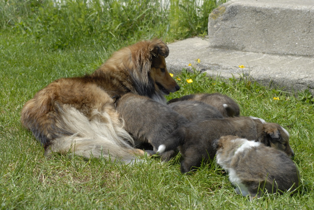 19 mai, les chiots sont sortis à 27 jours.